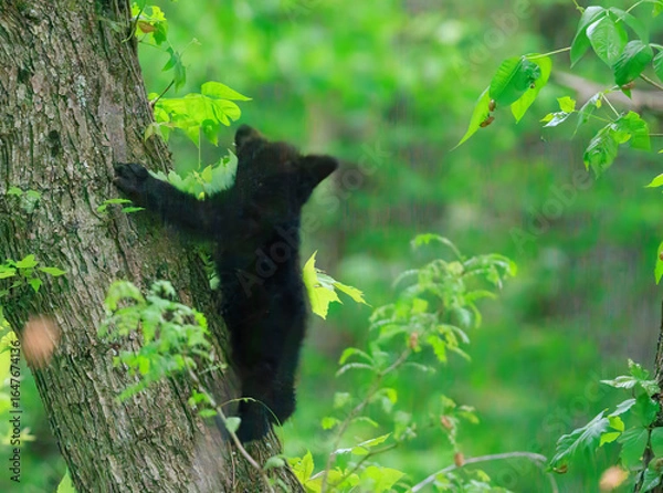 Fototapeta Black Bear Cubs