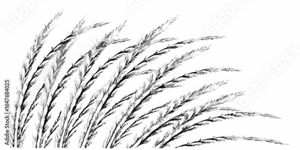 Fototapeta Vector illustration of several stalks of grain with seeds in black and white against a white background design art