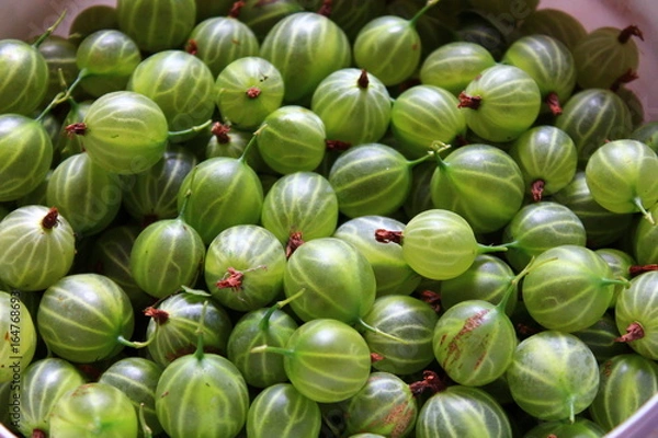 Obraz gooseberry