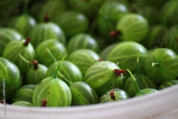 Obraz gooseberry