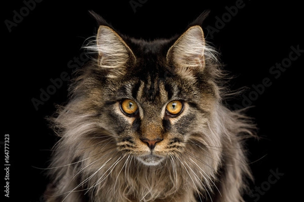 Fototapeta Close-up Portrait of Expression Maine Coon Cat Stare Isolated on Black Background, Front view