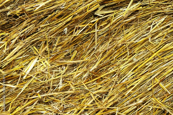 Obraz Straw