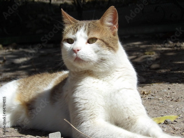 Obraz KODAK Digital Still Camera