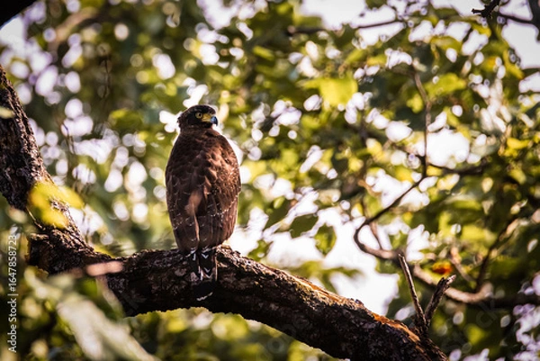 Fototapeta Crested Goshawk Perched on Tree in Forest