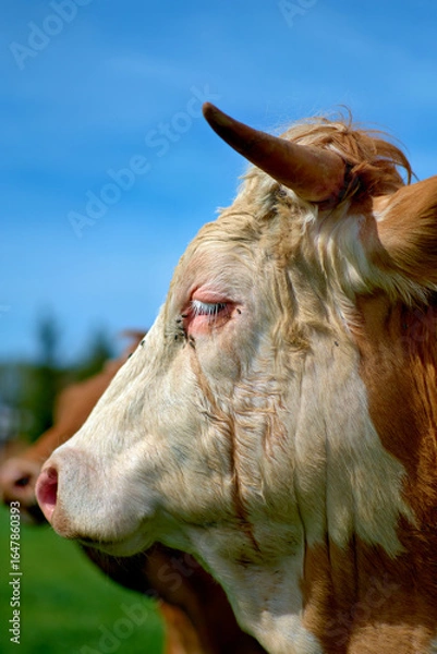 Obraz Kuh auf der Weide