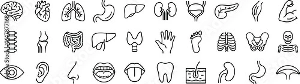 Fototapeta Human anatomy icons set, medical line art illustrations of brain, heart, lungs, organs, skeleton, muscles, and sensory organs vector.