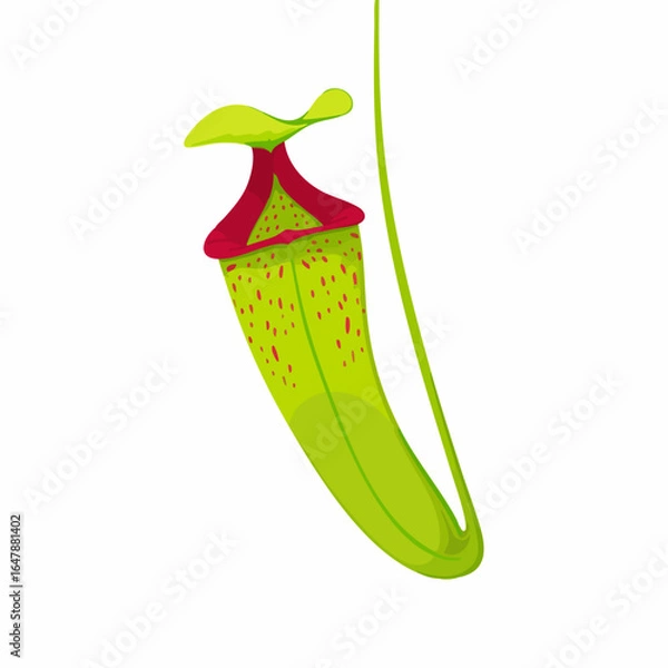 Obraz Pitcher Plant Illustration