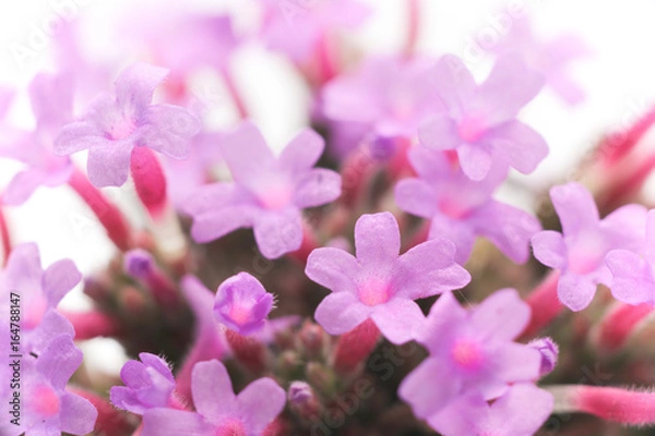 Obraz 花　白バック　ヤナギハナガサ