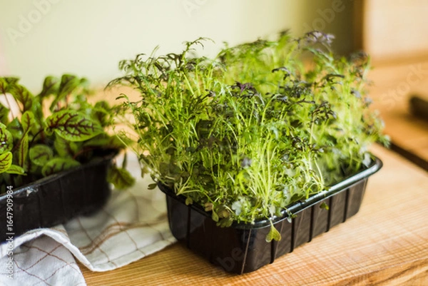 Obraz Fresh organic microgreens and herbs in containers for cooking.