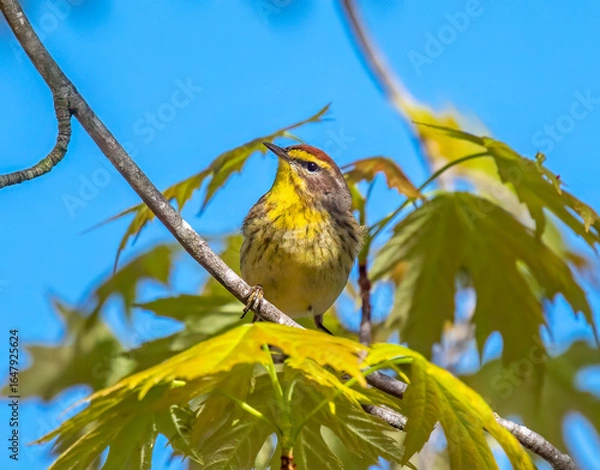 Fototapeta Palm Warbler