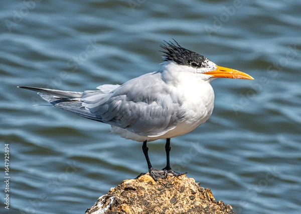 Fototapeta Royal Tern