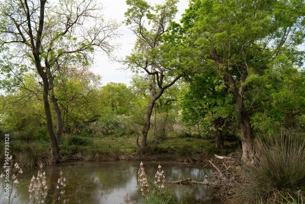 Fototapeta Karacabey Longoz forest in Bursa, Turkey, featuring lush wetlands, dense trees, wildlife, and serene natural scenery.