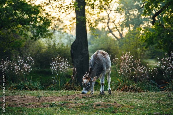 Fototapeta Cute calf in a green pasture, grazing and exploring nature, representing farm life and rural scenery.