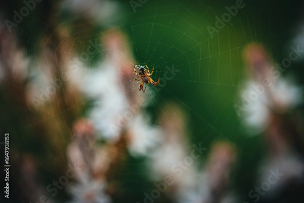 Fototapeta Spider sitting on its web with natural background, showcasing insect habitat and arachnid behavior.