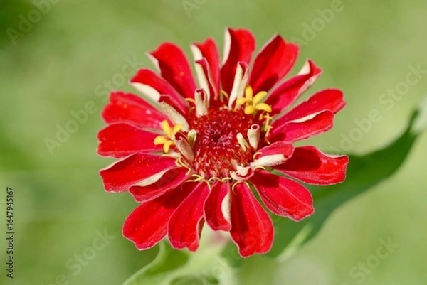 Obraz red gerbera flower