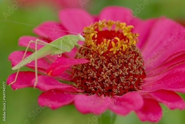 Obraz locust on flower