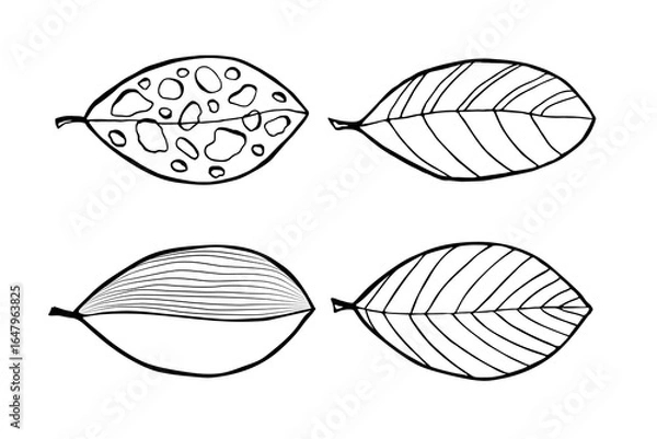 Fototapeta Set leaves in doodle style. Vector hand drawn black line design elements.