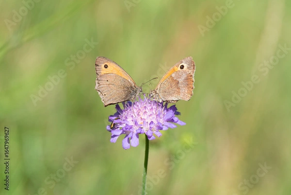 Obraz Double vision butterflies