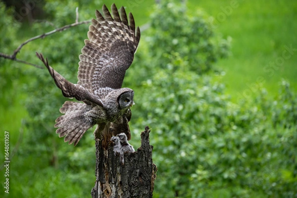 Fototapeta Great grey owl family in the spring