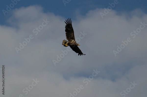 Obraz Kołujący Bielik