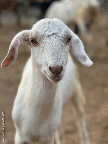 Fototapeta A young white goat kid with large ears looks directly at the camera on a farm