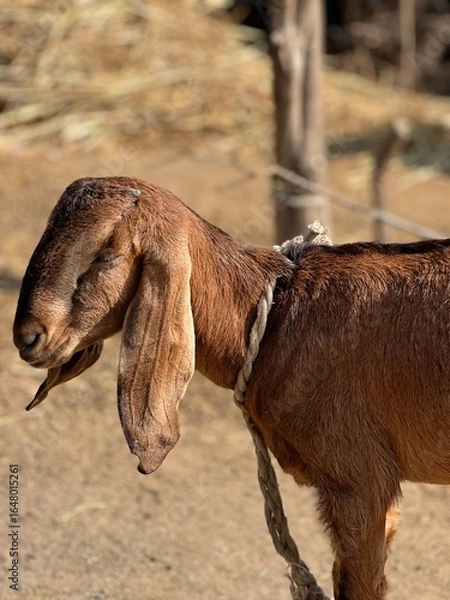 Fototapeta A brown goat with long ears tied with a rope stands in a rural setting