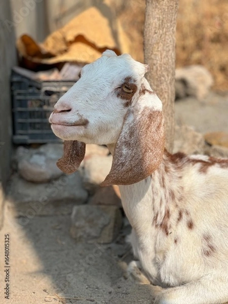 Fototapeta Closeup of a white and brown spotted goat with long ears in a rustic outdoor setting