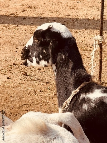Fototapeta Closeup profile of a black and white goat with a rope around its neck, standing in a dusty farmyard