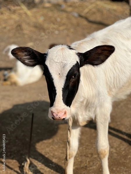 Fototapeta A black and white calf with distinctive facial markings stands in a sunlit outdoor farm setting