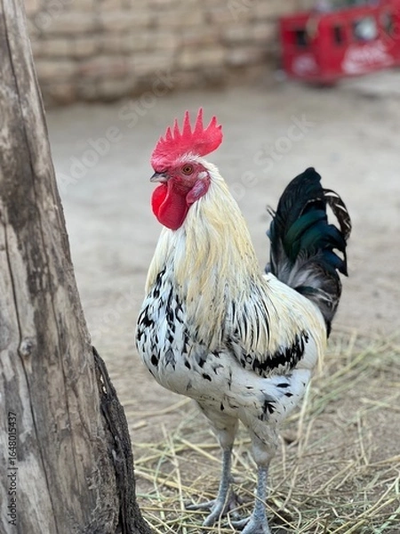 Fototapeta A striking white and black rooster with a red comb stands proudly in a farmyard setting