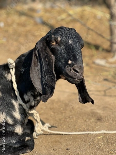 Fototapeta Closeup portrait of a black goat with white speckles on its face, tied with a rope outdoors