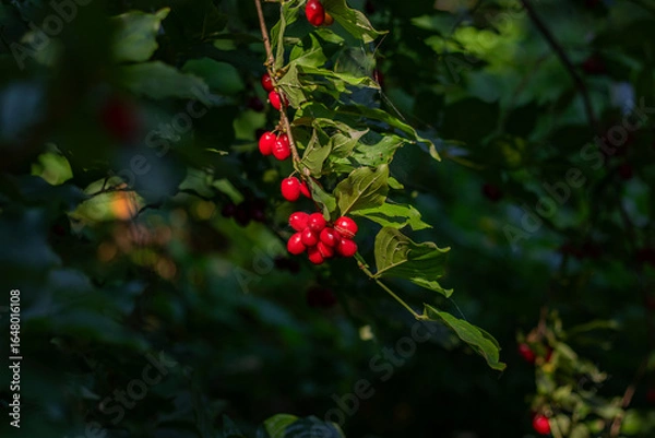 Obraz Vibrant red berries hanging from lush green foliage, illuminated by soft sunlight, creating a serene atmosphere in a natural setting, showcasing the beauty of nature's bounty and tranquility