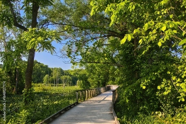 Obraz Sunny day view of a boardwalk extending into a lush green wetland at Beaver Marsh in Cuyahoga Valley. Ohio.