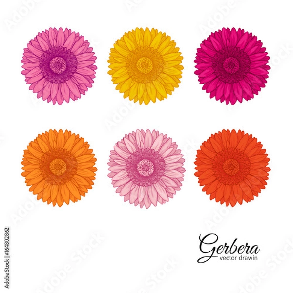 Obraz Summer background with Gerbera