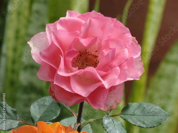 Fototapeta A beleza das rosas.