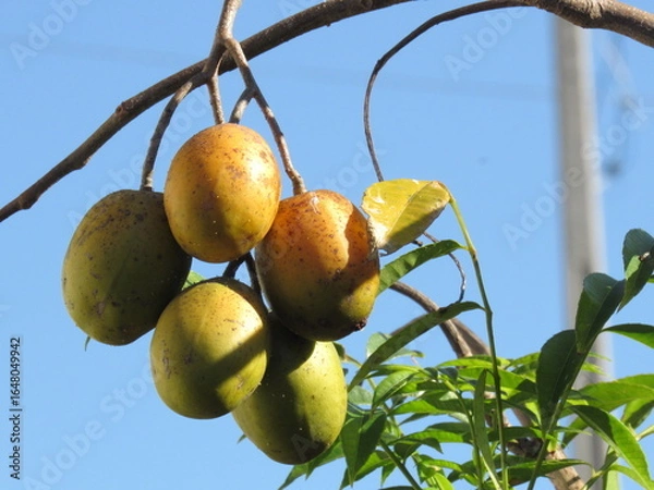 Fototapeta Cajamanga.