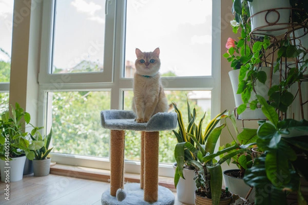 Obraz A ginger cat sits on a scratching post by a large floor-to-ceiling window.