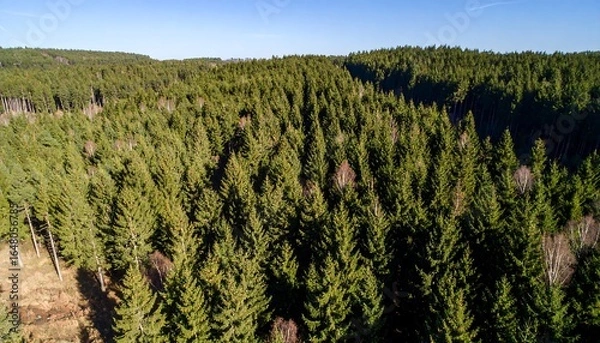 Fototapeta Aerial view of coniferous forest.