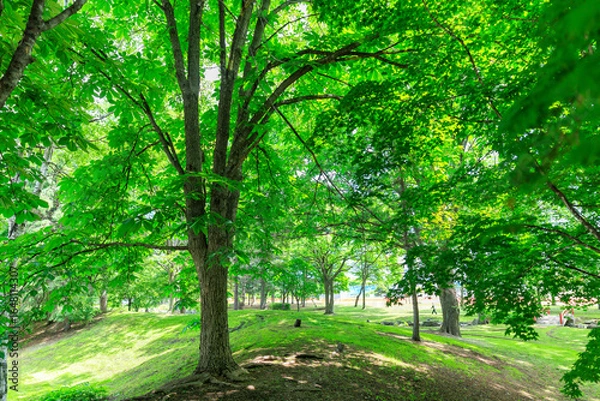 Fototapeta 新緑が美しい公園