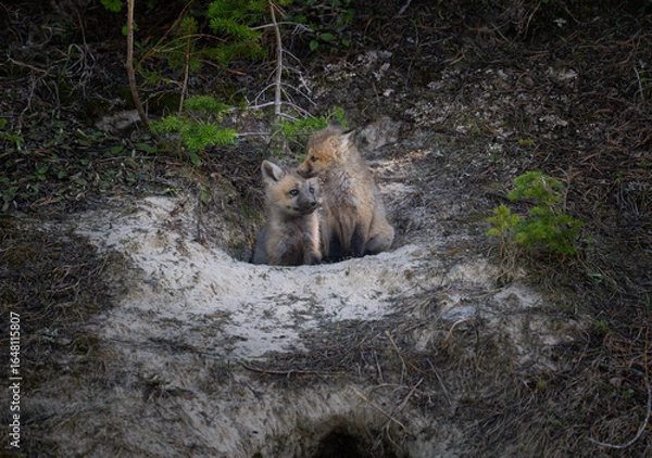 Obraz Red fox kits at their den in Canada