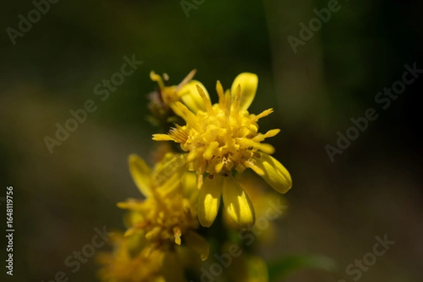 Obraz Blüte vom gelben Hauswurz