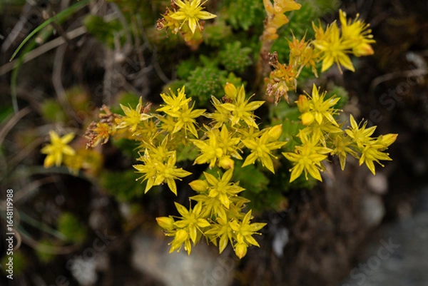 Obraz gelber Hauswurz