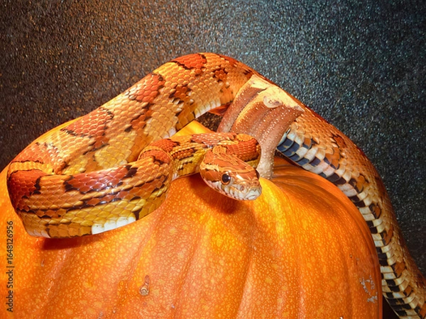 Obraz Corn Snake on Pumpkin