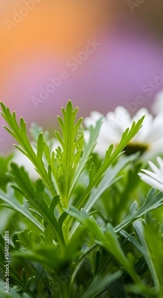 Fototapeta Close-up shot of vibrant green foliage with serrated edges, partially obscuring white daisy petals, against a soft, blurred background of orange and lavender hues.