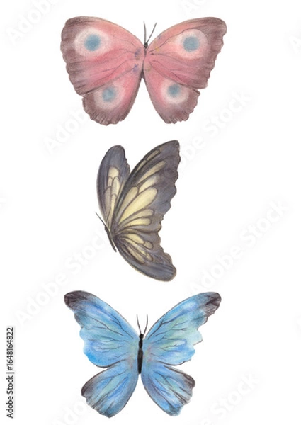 Fototapeta 蝶々のイラスト