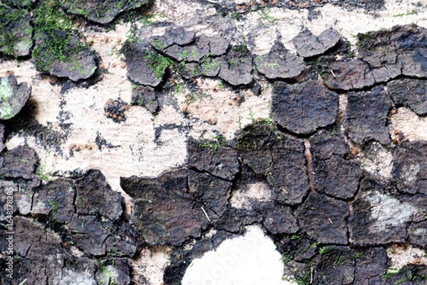 Fototapeta Cracked Tree Bark Texture with Moss
