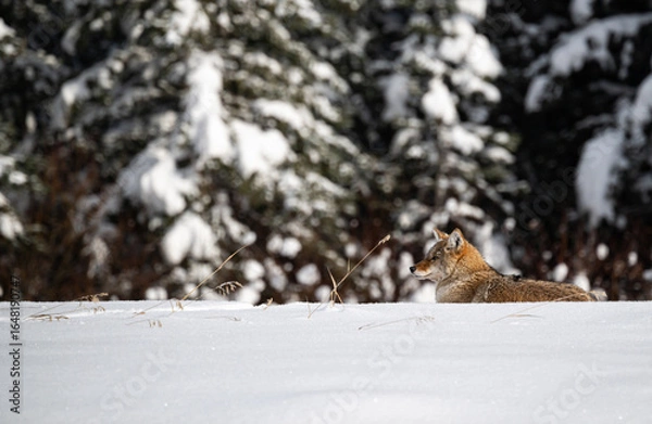 Obraz Coyote resting in the winter