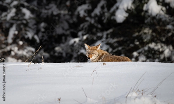 Fototapeta Coyote resting in the winter