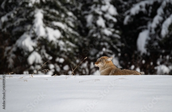 Fototapeta Coyote resting in the winter