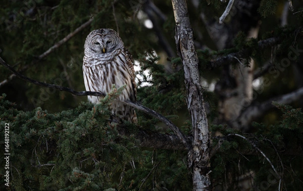 Obraz Barred owl in the Canadian foothills in the winter